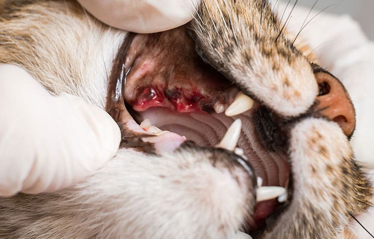 Close-up of a vet examining the effects of dental disease on a cat’s teeth.