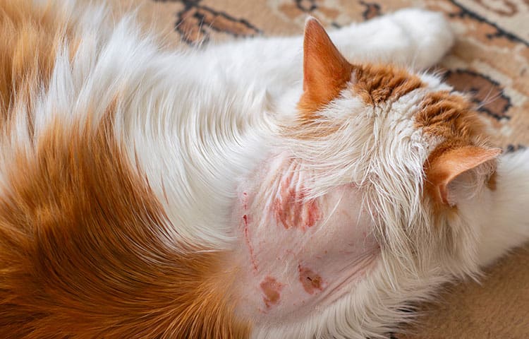 Close-up of a long-haired cat with hair loss and sores because of cat skin allergies