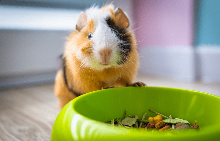 Brown and white guinea pig standing near a green food bowl with vegetables.