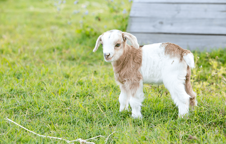 White and caramel newborn baby kid miniature goat standing in grassy field.