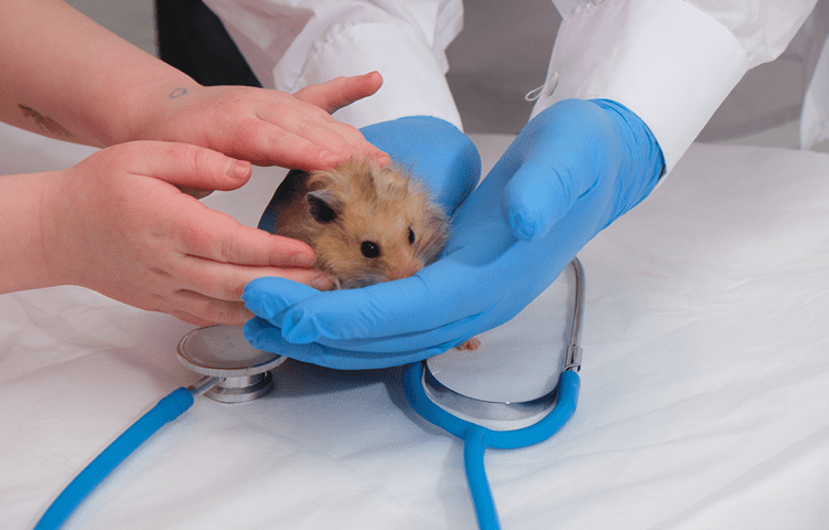 small cute fluffy hamster in the hands of a doctor, hands in medical gloves hold a rodent