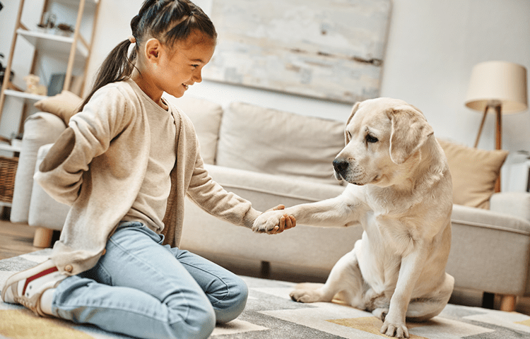 Labrador giving paw to a young girl in casual wear in modern living room