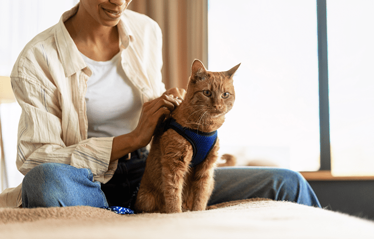 Woman putting harness on ginger cat before going for a walk 