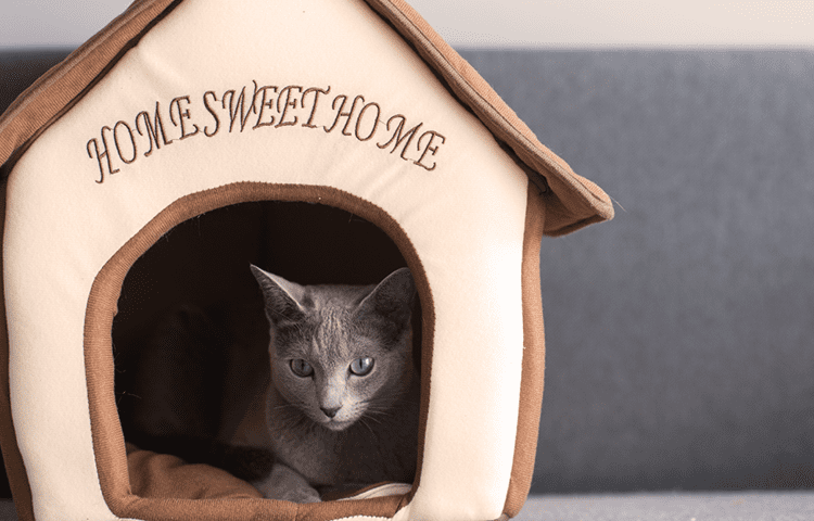 A shy gray kitten hiding in a cat house.