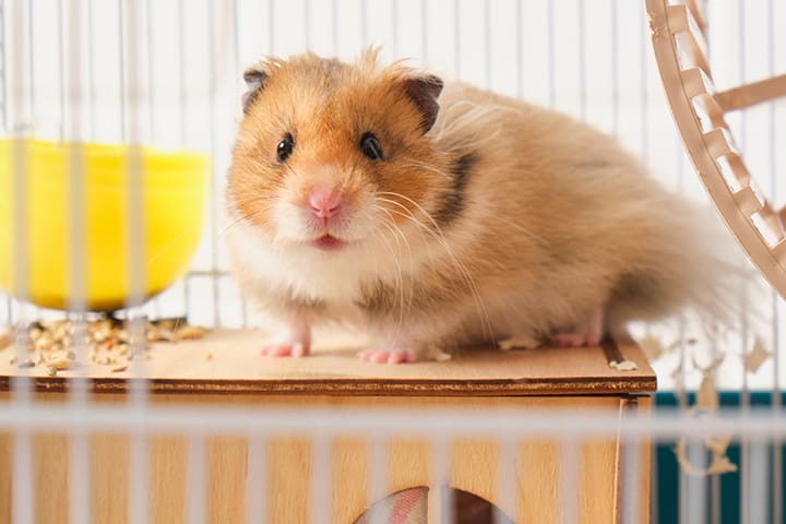 A light brown and white hamster standing on a wooden platform inside its cage, looking directly at the camera. A yellow food bowl is visible in the background, and part of a running wheel is on the right side.