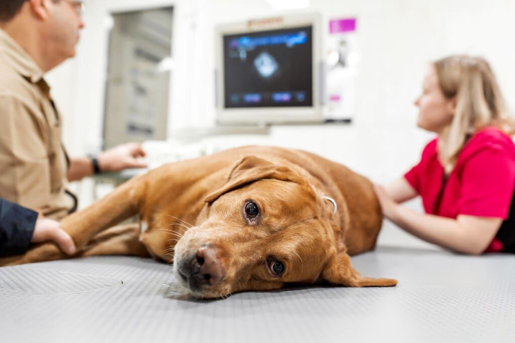 Labrador lies on the vets examination table while underdoing a scan