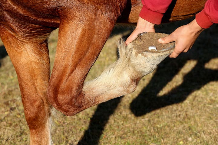 Man checking shoe on horse hoof outdoors.