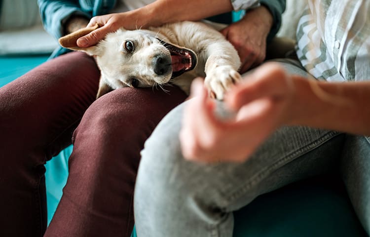 Couple playing with their dog while the dog is sitting on their lap.