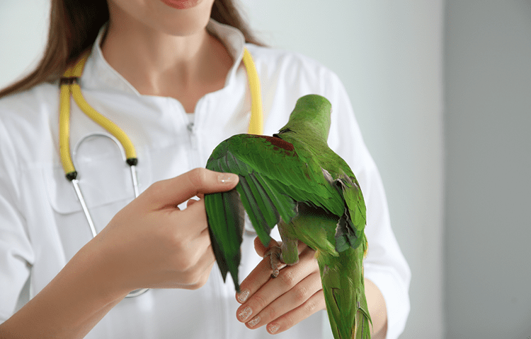 Wings of a green parrot being checked by a vet