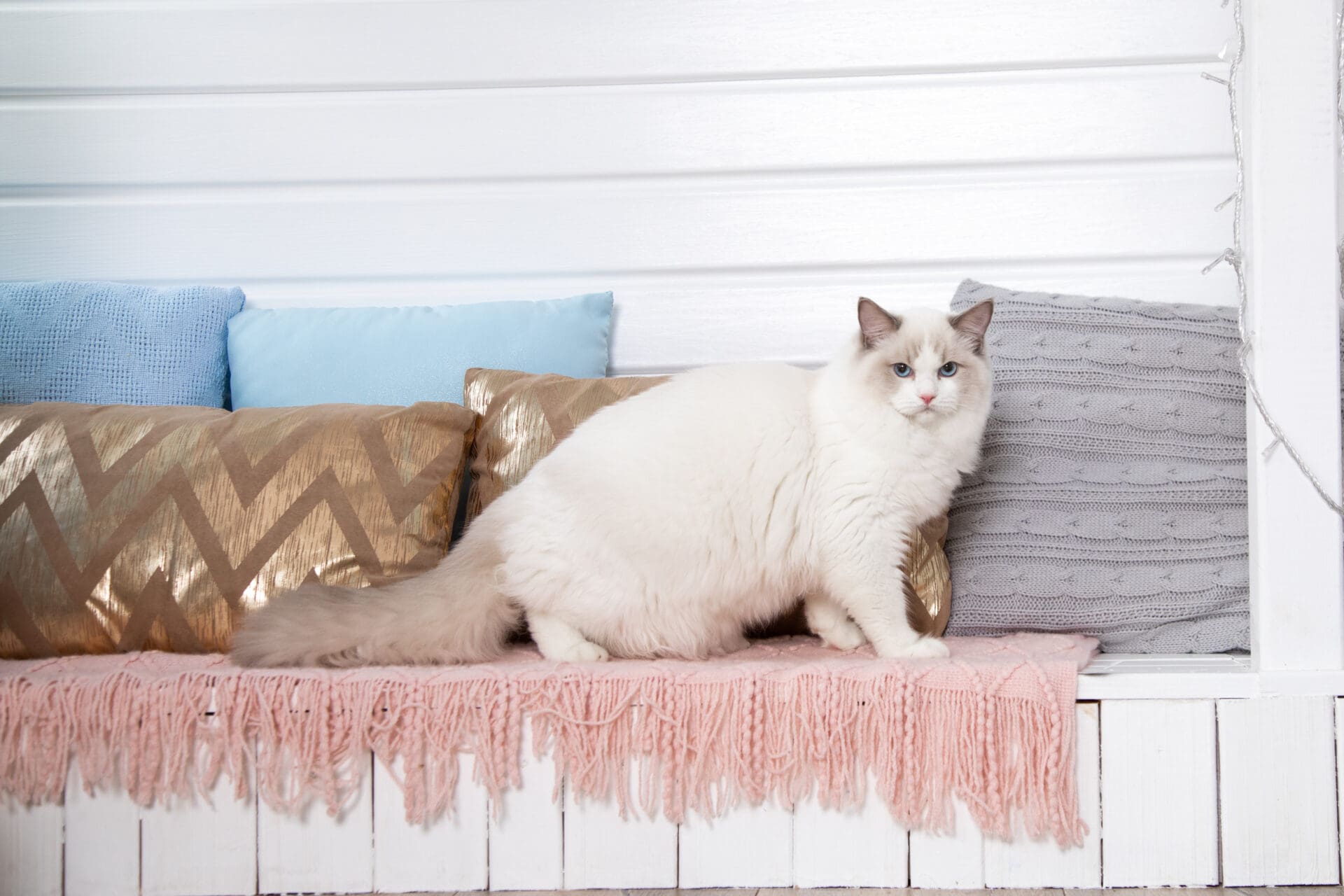 Learning about Ragdoll cats and the qualities that define the breed ...