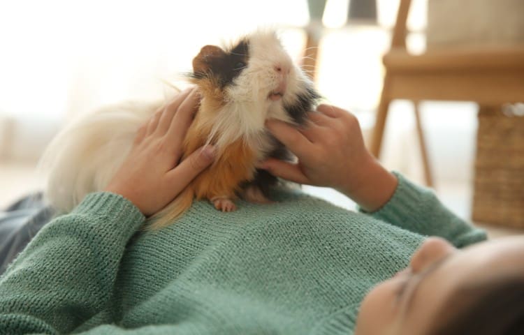 Little girl with guinea pig at home, closeup. Childhood pet