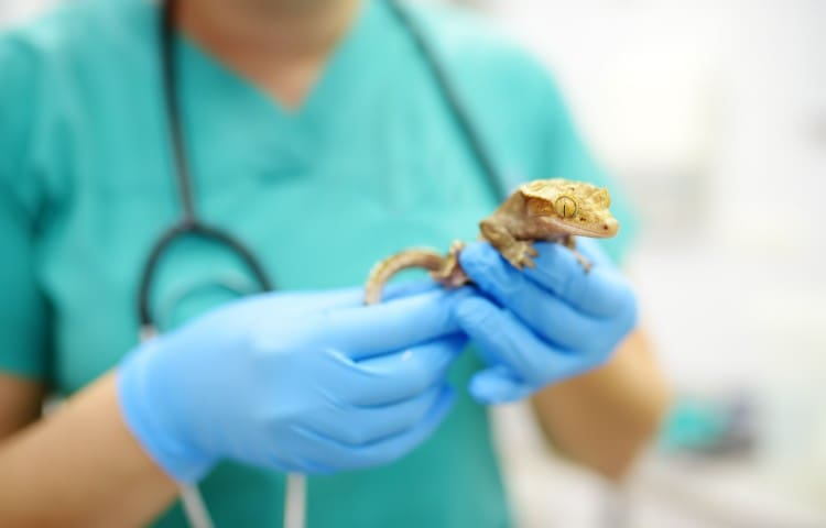 Veterinarian examines a gecko in a veterinary clinic. Squamata reptile, lizards. Exotic animals. Health of pet.