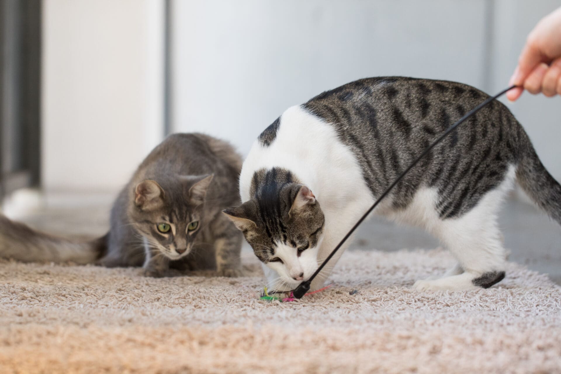 Top 10 cat breeds in Australia (2026) and their health issues