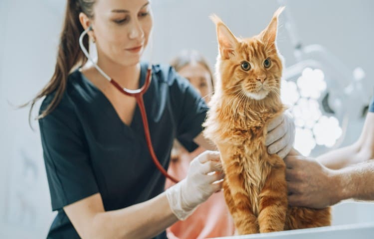 cat undergoes a health check by a veterinarian in a vet clinic