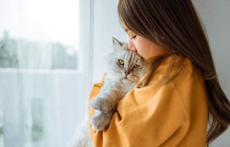 Happy Asian woman kissing her cute grey persian cat with love at home, Adorable domestic pet concept, Friendship between human and their pet