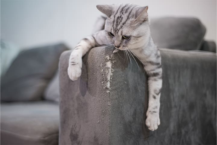Cat on the sofa