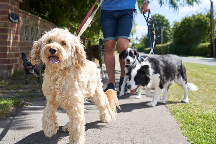 dog walker