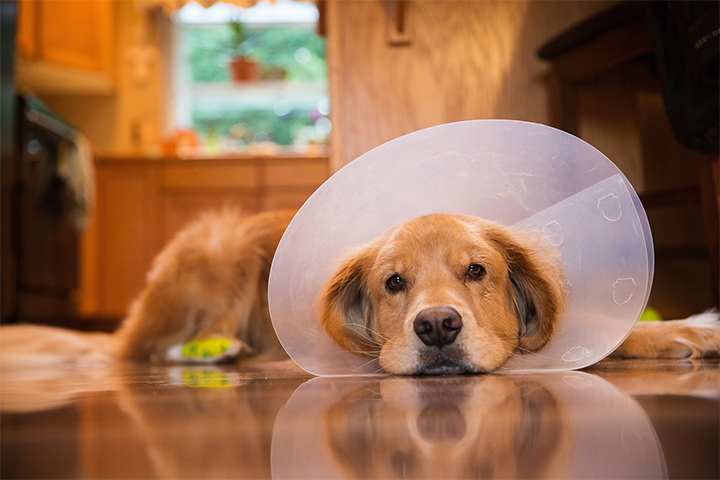 golden-retriever-dog-with-a-cone-collar-after-a-trip-to-the-ve
