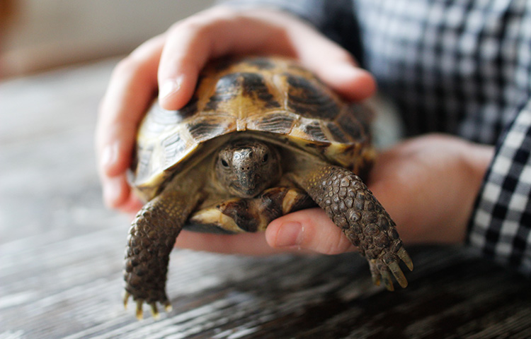 Tortoise being held by a person, showing its shell, head and legs.