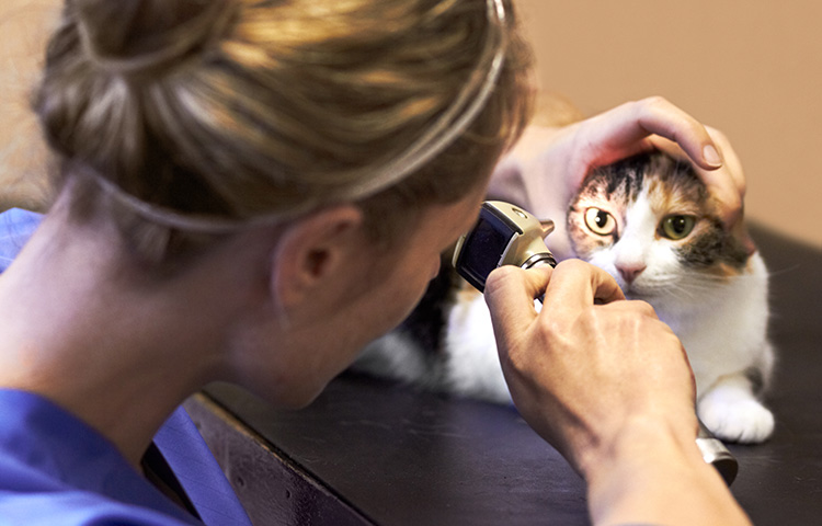 Vet examining the eye of a cat