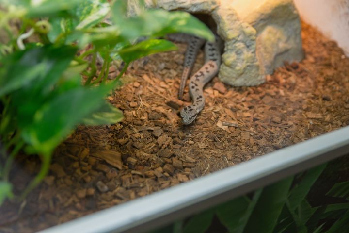 A small gray snake is resting on the substrate inside a terrarium. Green plants surround the rocky hideout, creating a natural habitat.