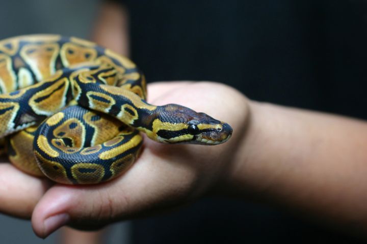 Ball python (python regius) crawling on hand with selective focus and copy space, Background for exotic pets or animals and wildlife concept.
