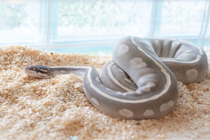Close up shot of a rare Mystic Potion morph Ball python resting on wood shavings.