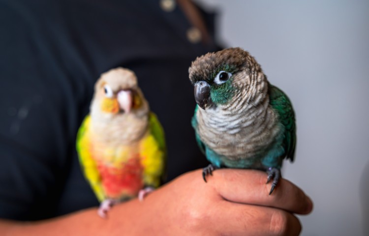 Two budgie birds perched on a hand