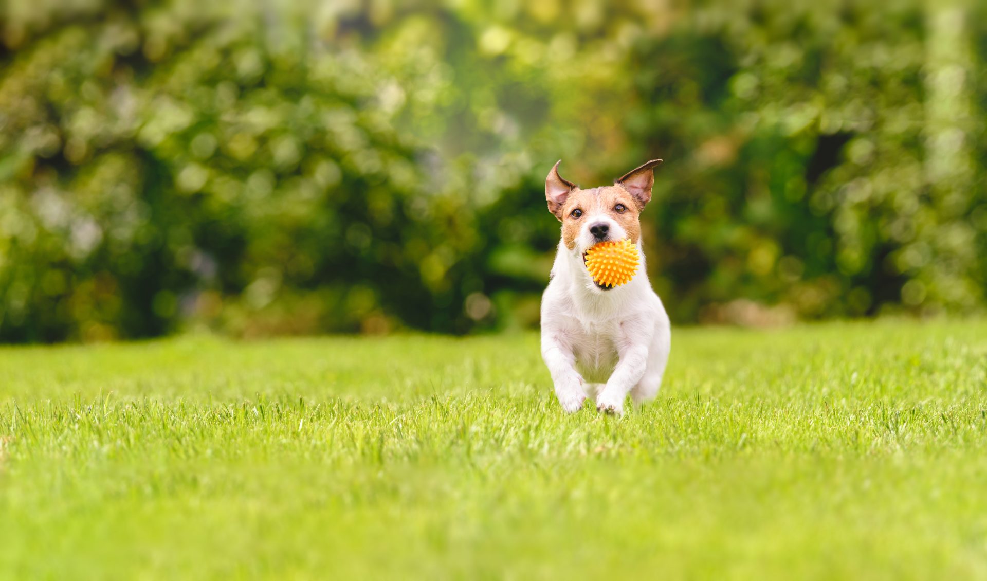 Bewegung für Hunde Petcover DE