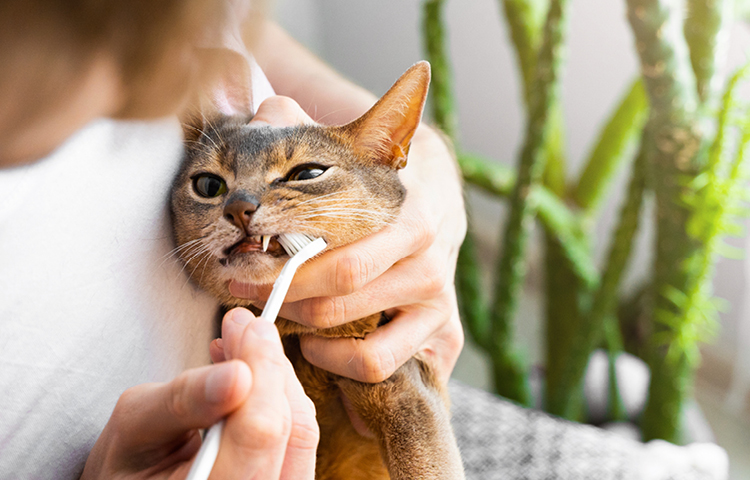 Petcover-Cat-Dental-Health-Brushing-Teeth
