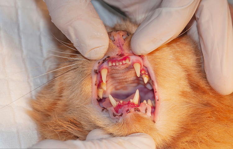 Petcover-Cat-Dental-Health-Dental-Disease