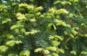 Pflanzengiftig-Haustiere-Taxus-baccatatoxic