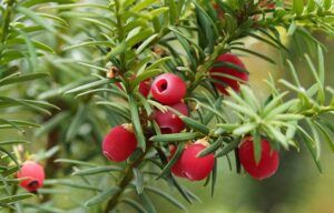 Taxus baccata mit roten Zapfen, giftige Pflanze, Haustier