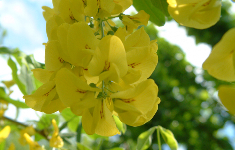 toxic-plant-pets-Goldregen (Laburnum spp.) 