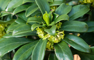 toxic-plants-pets-Seidelbast (Daphne laureola)  