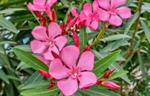 Giftige Pflanzen für Haustiere – Nerium oleander
