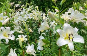 Weiße Lilien im Garten – giftige Pflanzen – Haustiere
