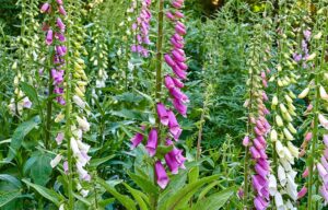 Weiß-violetter Fingerhut wächst im Garten – giftige Pflanze