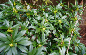 toxic-plants-pets-Seidelbast (Daphne laureola)  