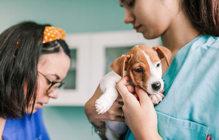Veterinarians examining a small puppy during a check-up at the clinic.