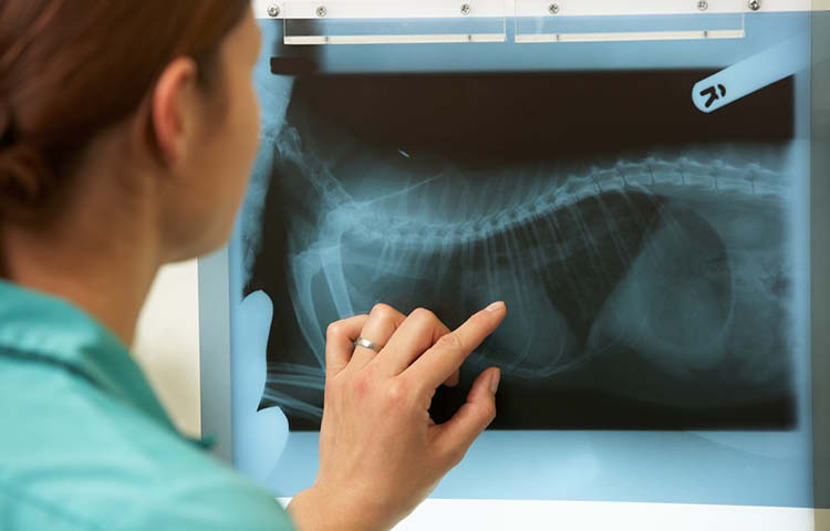 Female Veterinary Surgeon Examining X Ray In Surgery