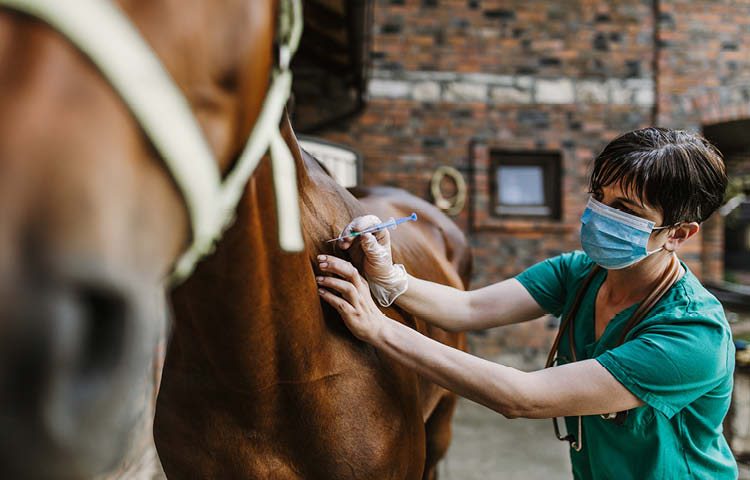 Female veterinarian with short dark hair in scrubs administers an injection to a brown horse at a stables