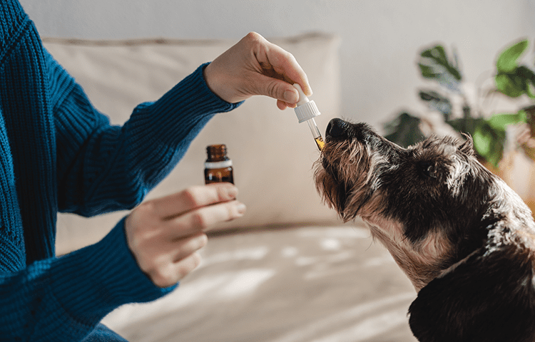 Senior-grey-dog-sits-as-his-owner-uses-a-pippet-to-give-medication