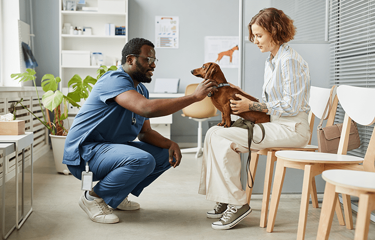 Vet-bends-down-next-to-owner-and-daschund-dog-at-a-vets-surgery