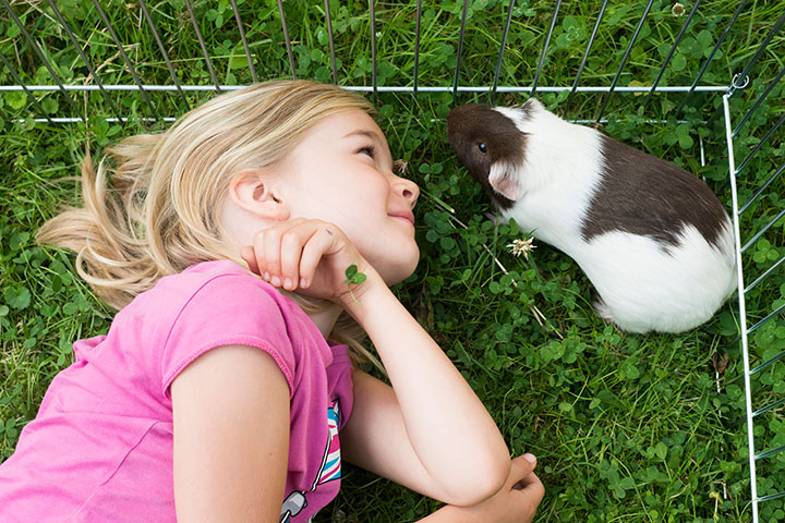 girl-inside-paddock-relaxing-and-playing-with-her-guinea-pigs-outside-on-green-grass-lawn-in-the-garden