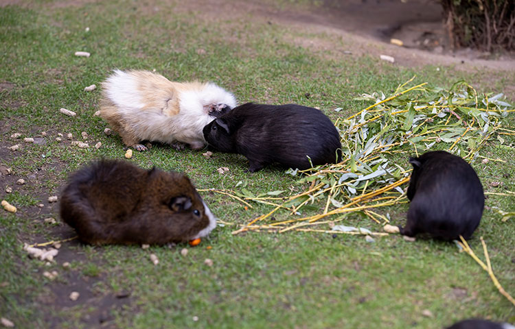 Colorful guinea pigs in a grassy field eating grass and tree branches