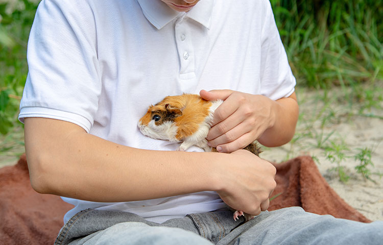 A child gently holds a tri-colored guinea pig outdoors,