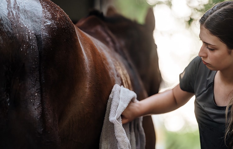 Young woman carefully dries her sweating horse with a towel.