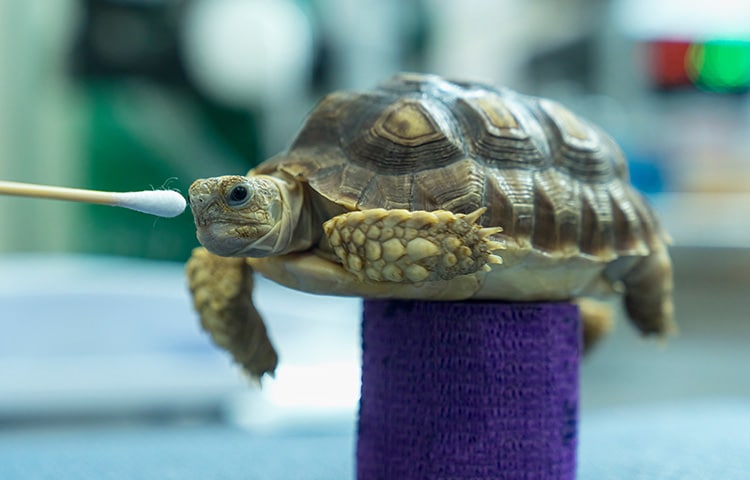 African spurred tortoise in the vet examination room