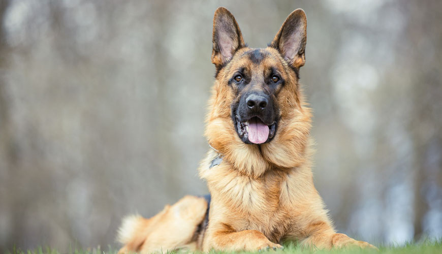 Petcover helping a german shepherds digestion blog